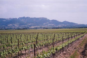 01_Rasteau_Blick_Dentelles